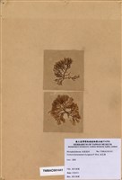 藏品(浪花藻)的圖片